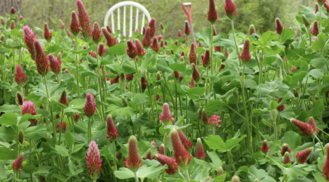 Crimson Clover (a winter cover crop)